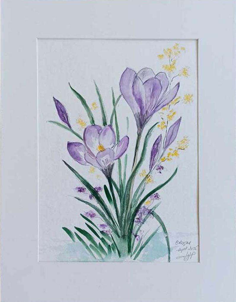 Crocus